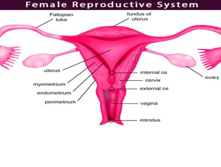 female_reproduction_system